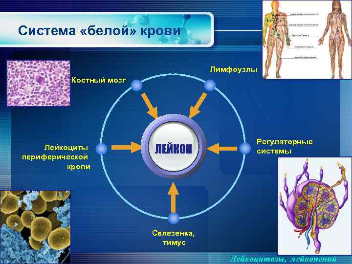 Система «белой» крови Лимфоузлы Костный мозг Лейкоциты периферической крови ЛЕЙКОН Регуляторные системы Селезенка, тимус