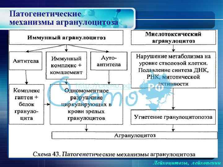 Патогенетические механизмы агранулоцитоза Лейкоцитозы, лейкопении 