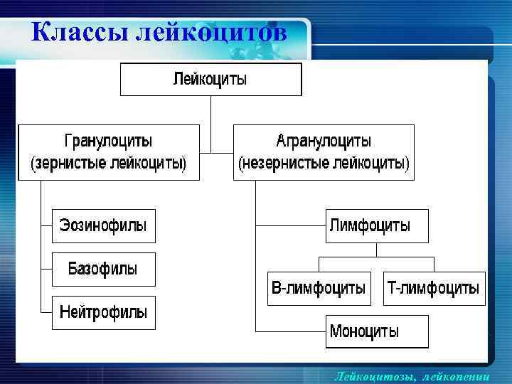 Классы лейкоцитов Лейкоцитозы, лейкопении 