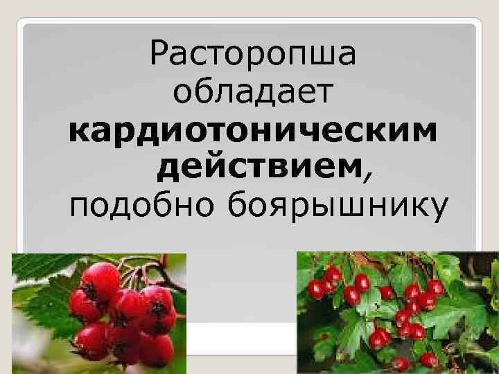 Расторопша обладает кардиотоническим действием, подобно боярышнику 