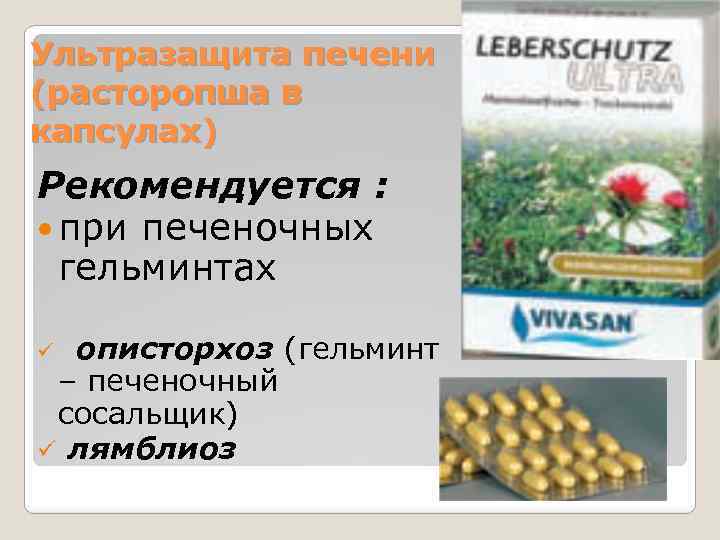 Ультразащита печени (расторопша в капсулах) Рекомендуется : при печеночных гельминтах ü описторхоз (гельминт –