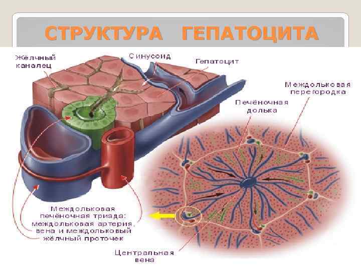 СТРУКТУРА ГЕПАТОЦИТА 