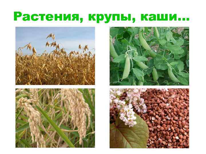 Растения, крупы, каши… 