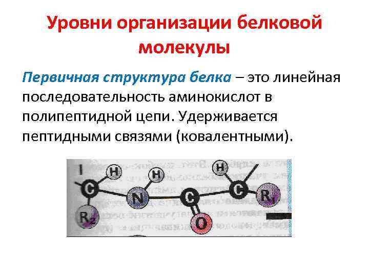 Первичная структура белка аминокислоты