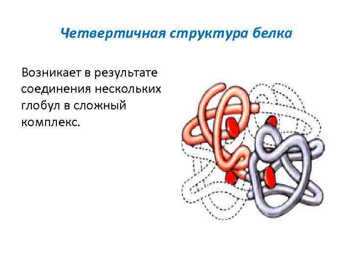 Четвертичная структура молекулы