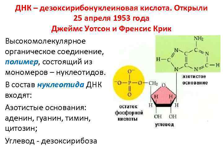 В состав нуклеотидов днк входят компоненты