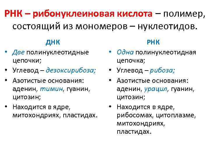 РНК – рибонуклеиновая кислота – полимер, состоящий из мономеров – нуклеотидов. • • ДНК