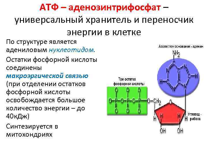 Остаток фосфорной кислоты атф