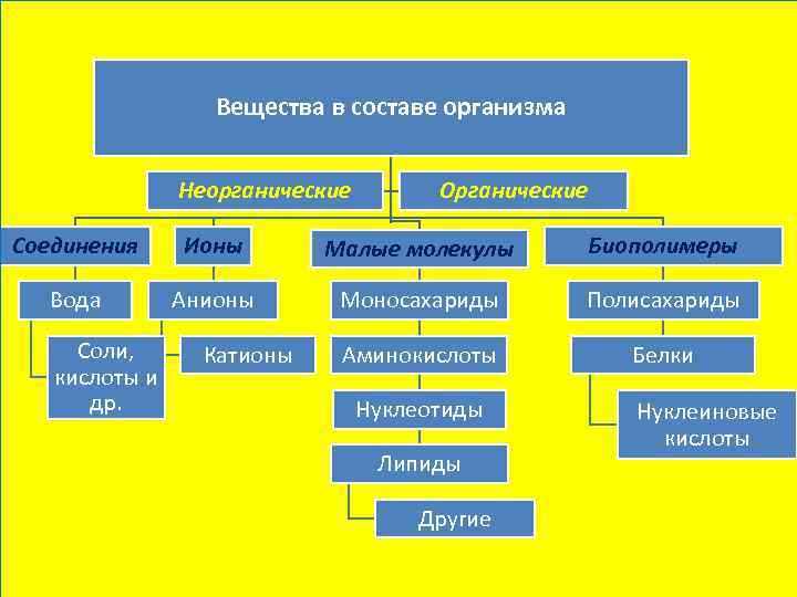 Вещества в составе организма Неорганические Органические Соединения Ионы Малые молекулы Биополимеры Вода Анионы Моносахариды