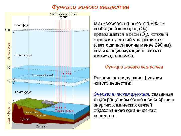 Функции живого вещества В атмосфере, на высоте 15 -35 км свободный кислород (О 2)