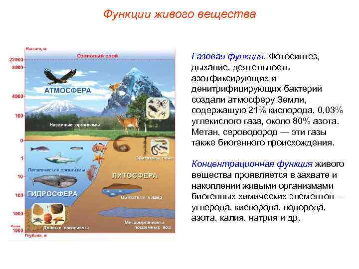Функции живого вещества Газовая функция. Фотосинтез, дыхание, деятельность азотфиксирующих и денитрифицирующих бактерий создали атмосферу