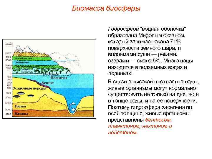 Биомасса биосферы Гидросфера "водная оболочка" образована Мировым океаном, который занимает около 71% поверхности земного
