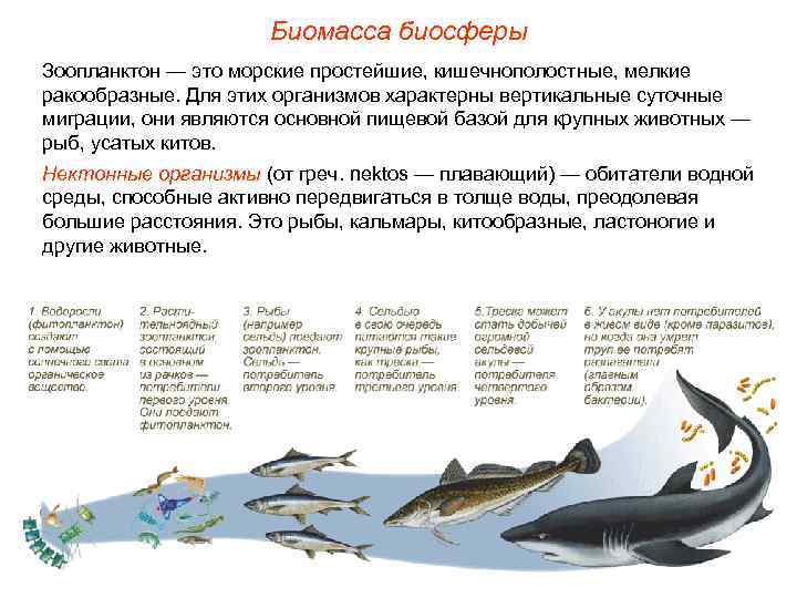 Биомасса биосферы Зоопланктон — это морские простейшие, кишечнополостные, мелкие ракообразные. Для этих организмов характерны