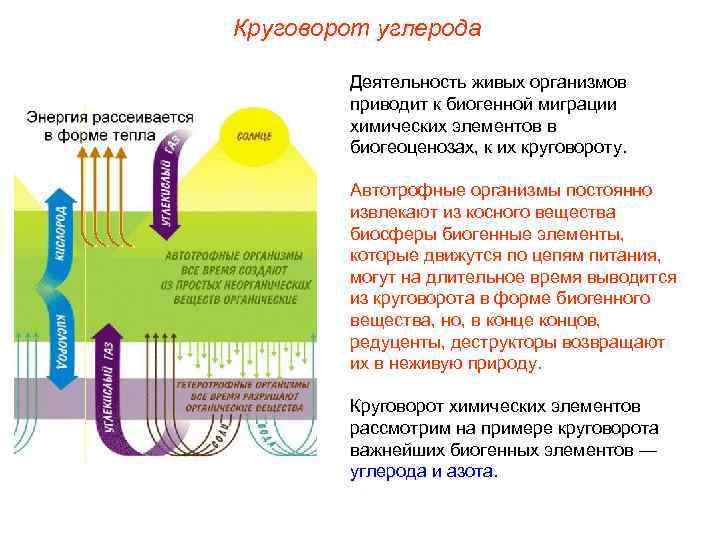Круговорот углерода Деятельность живых организмов приводит к биогенной миграции химических элементов в биогеоценозах, к