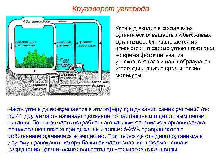 Круговорот углерода Углерод входит в состав всех органических веществ любых живых организмов. Он извлекается