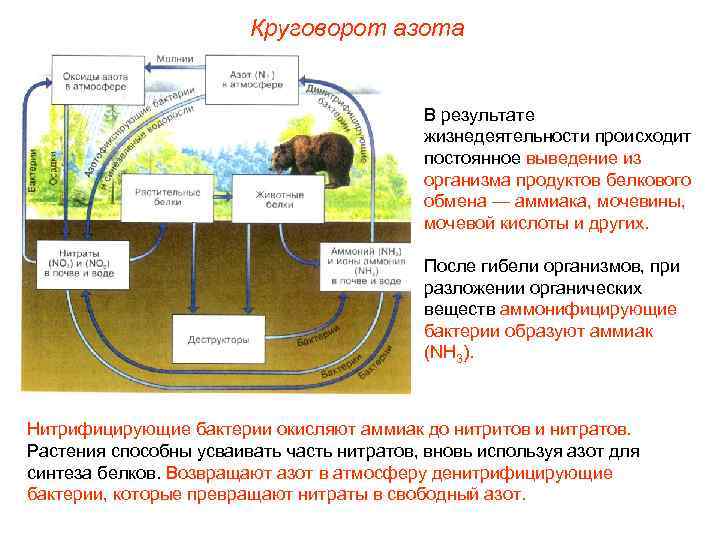 Круговорот азота В результате жизнедеятельности происходит постоянное выведение из организма продуктов белкового обмена —