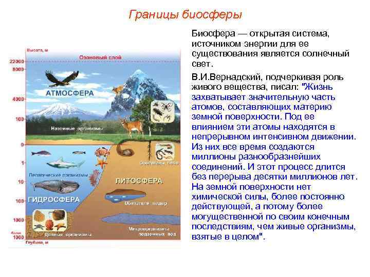 Границы биосферы Биосфера — открытая система, источником энергии для ее существования является солнечный свет.