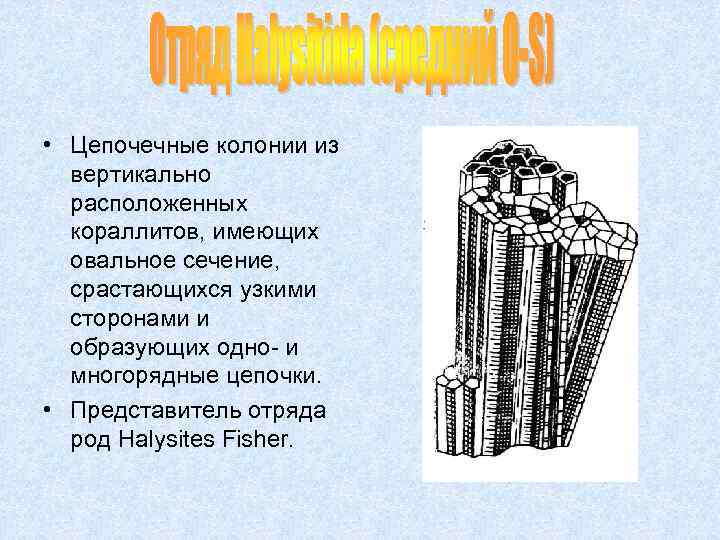  • Цепочечные колонии из вертикально расположенных кораллитов, имеющих овальное сечение, срастающихся узкими сторонами