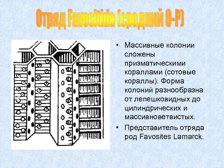  • Массивные колонии сложены призматическими кораллами (сотовые кораллы). Форма колоний разнообразна от лепешковидных