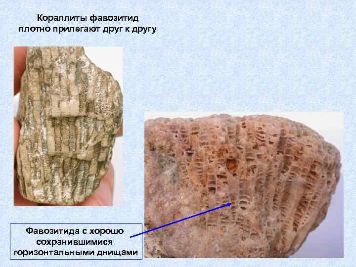 Кораллиты фавозитид плотно прилегают друг к другу Фавозитида с хорошо сохранившимися горизонтальными днищами 