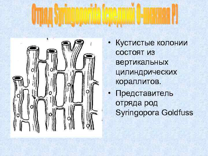  • Кустистые колонии состоят из вертикальных цилиндрических кораллитов. • Представитель отряда род Syringopora