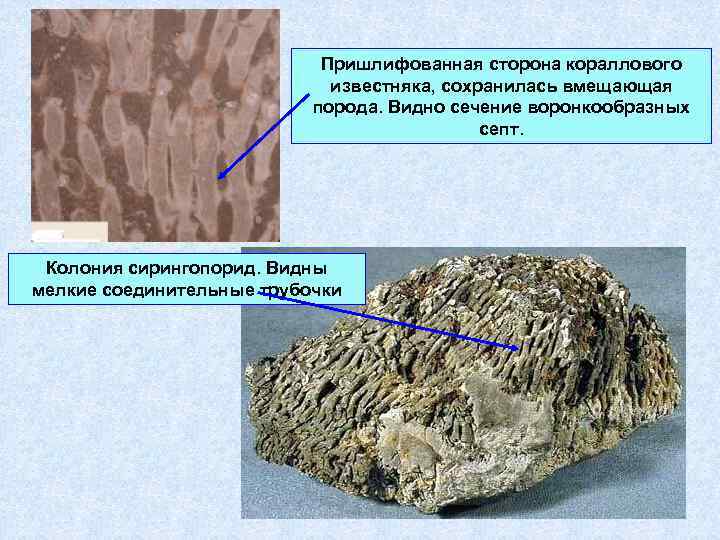 Пришлифованная сторона кораллового известняка, сохранилась вмещающая порода. Видно сечение воронкообразных септ. Колония сирингопорид. Видны