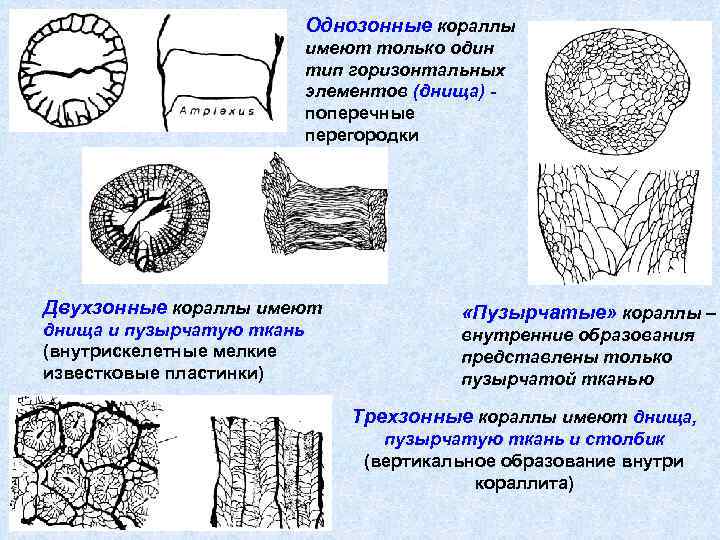 Однозонные кораллы имеют только один тип горизонтальных элементов (днища) поперечные перегородки Двухзонные кораллы имеют