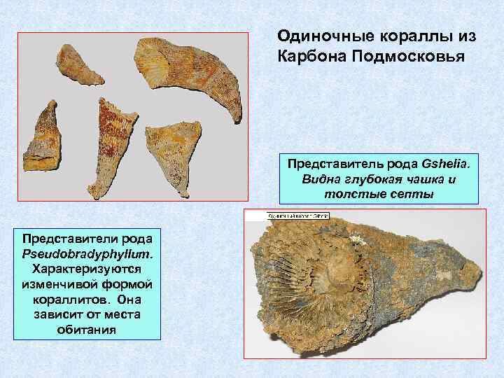 Одиночные кораллы из Карбона Подмосковья Представитель рода Gshelia. Видна глубокая чашка и толстые септы