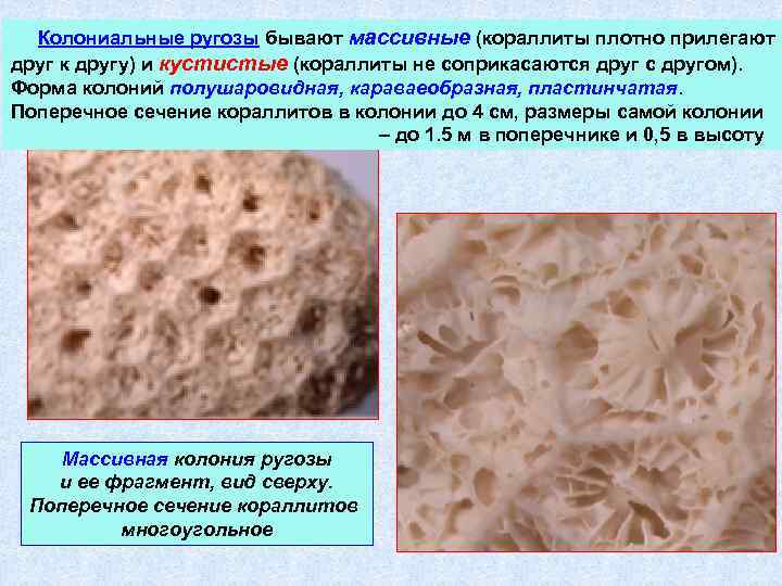 Колониальные ругозы бывают массивные (кораллиты плотно прилегают друг к другу) и кустистые (кораллиты не