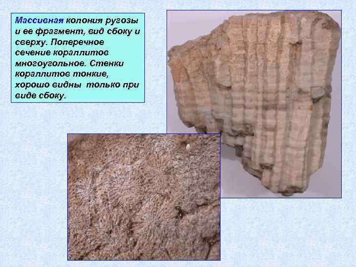 Массивная колония ругозы и ее фрагмент, вид сбоку и сверху. Поперечное сечение кораллитов многоугольное.