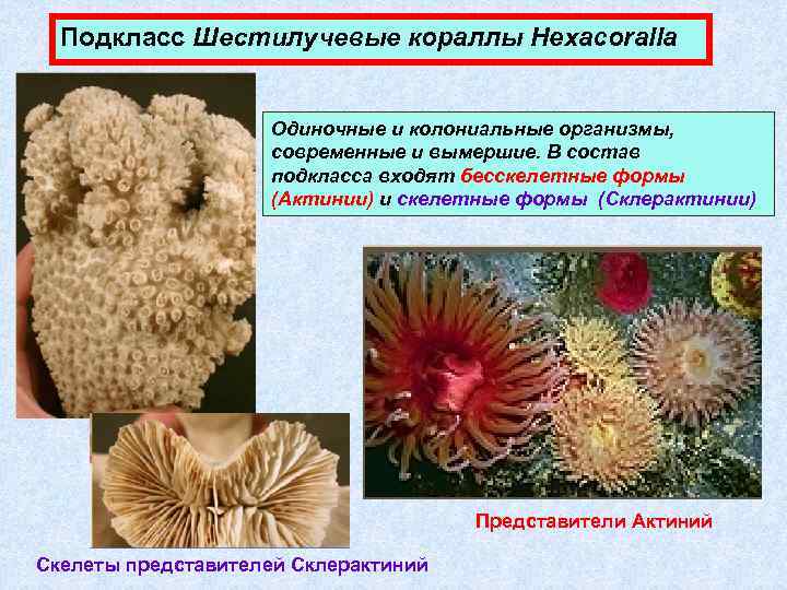 Подкласс Шестилучевые кораллы Hexacoralla Одиночные и колониальные организмы, современные и вымершие. В состав подкласса