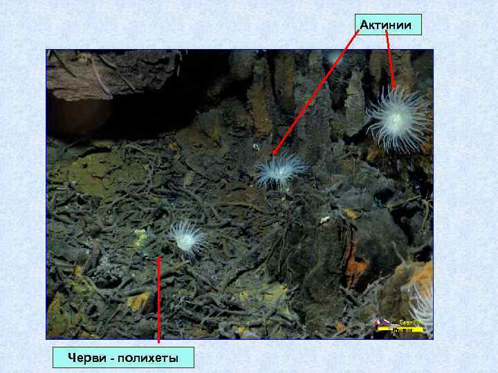Актинии Черви - полихеты 