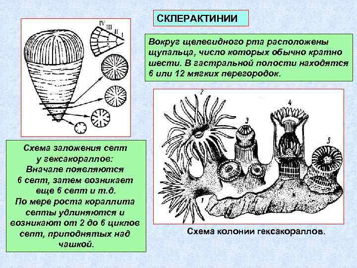 СКЛЕРАКТИНИИ Вокруг щелевидного рта расположены щупальца, число которых обычно кратно шести. В гастральной полости