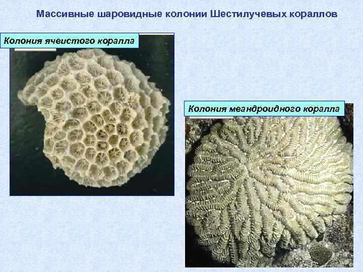 Массивные шаровидные колонии Шестилучевых кораллов Колония ячеистого коралла Колония меандроидного коралла 