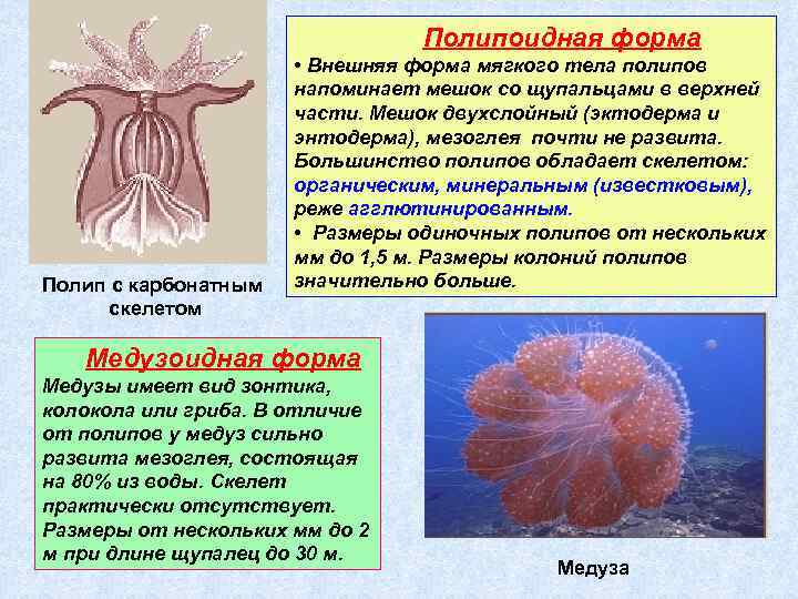 Полипоидная форма Полип с карбонатным скелетом • Внешняя форма мягкого тела полипов напоминает мешок