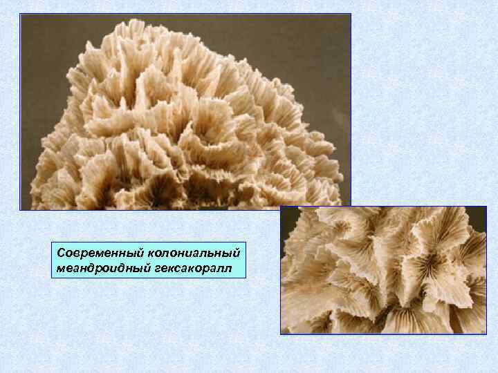 Современный колониальный меандроидный гексакоралл 