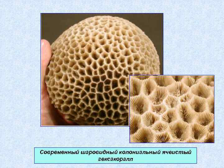 Современный шаровидный колониальный ячеистый гексакоралл 