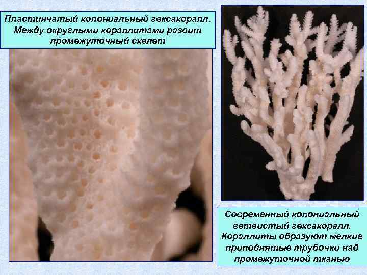 Пластинчатый колониальный гексакоралл. Между округлыми кораллитами развит промежуточный скелет Современный колониальный ветвистый гексакоралл. Кораллиты
