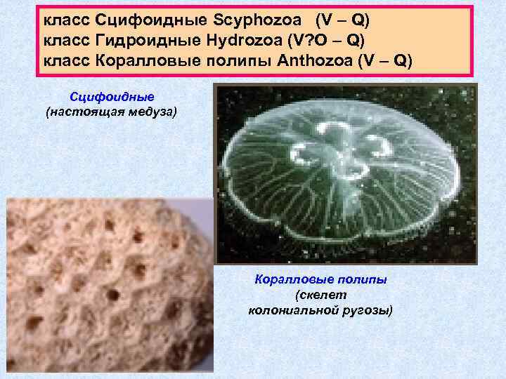 класс Сцифоидные Scyphozoa (V – Q) класс Гидроидные Hydrozoa (V? O – Q) класс