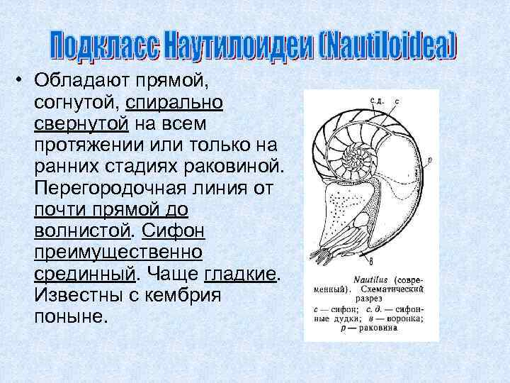  • Обладают прямой, согнутой, спирально свернутой на всем протяжении или только на ранних
