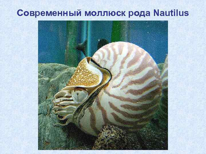 Современный моллюск рода Nautilus 