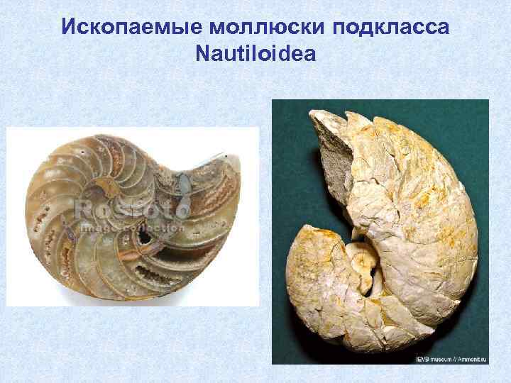 Ископаемые моллюски подкласса Nautiloidea 