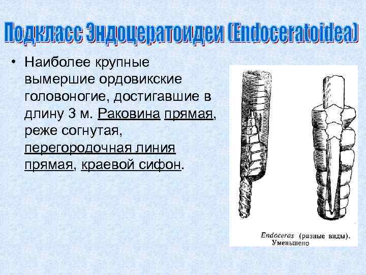  • Наиболее крупные вымершие ордовикские головоногие, достигавшие в длину 3 м. Раковина прямая,