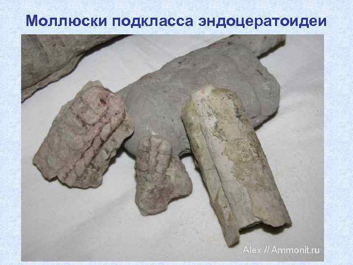 Моллюски подкласса эндоцератоидеи 