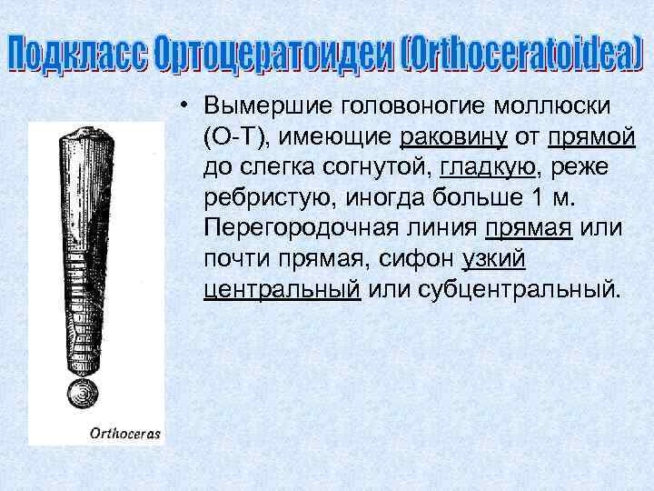  • Вымершие головоногие моллюски (O-T), имеющие раковину от прямой до слегка согнутой, гладкую,