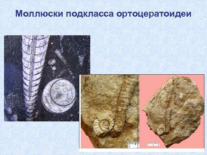 Моллюски подкласса ортоцератоидеи 
