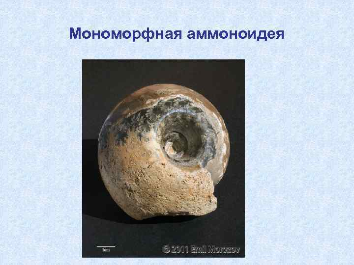 Мономорфная аммоноидея 