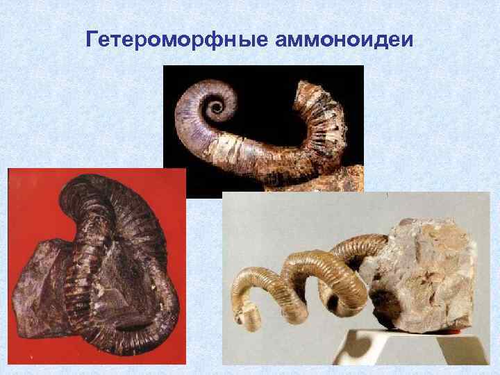 Гетероморфные аммоноидеи 