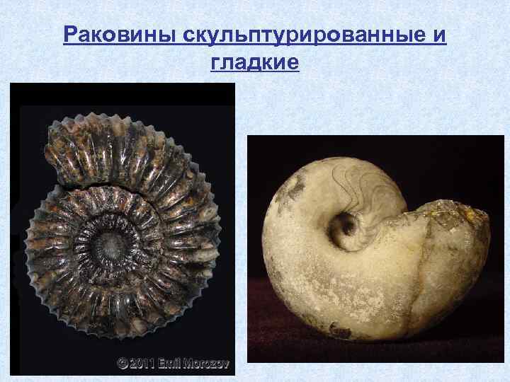 Раковины скульптурированные и гладкие 