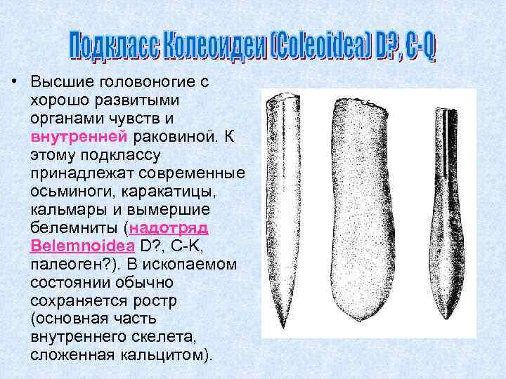  • Высшие головоногие с хорошо развитыми органами чувств и внутренней раковиной. К этому